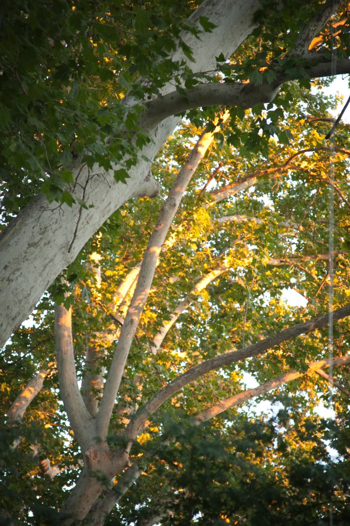 As the sun set on the day, the music began and dancing started. People relaxed even more. The trees were blanketed in gold and the flames were lit at the s'mores bar. People danced into the night and I'm sure it was the best wedding ever for more than Ryan and Jill.