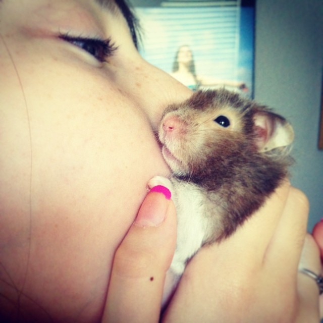 Tilly- Photo Shoot of a&nbsp;Hamster