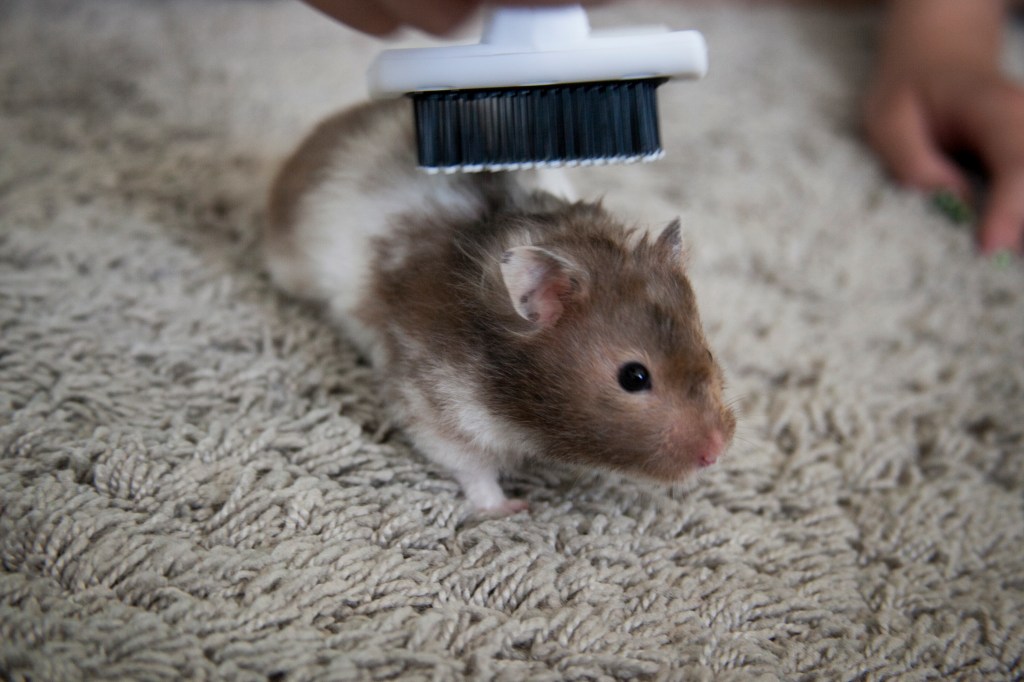 Tilly getting groomed for her shoot.