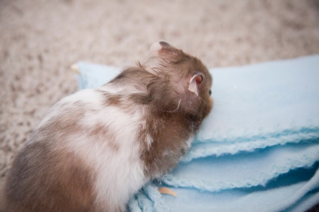 Silky smooth hammy looking good.