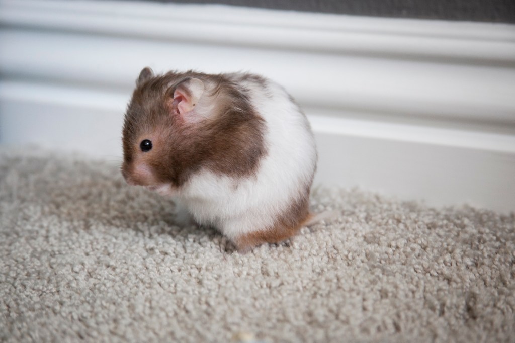 Helping Emma out with bathing herself.