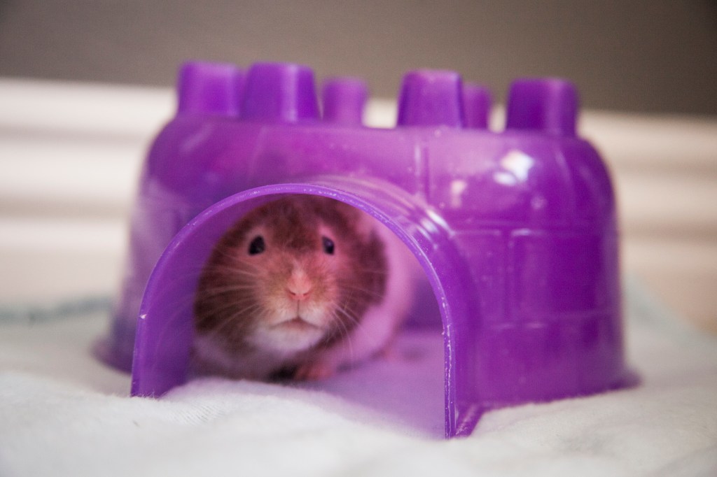 Hiding in her igloo.