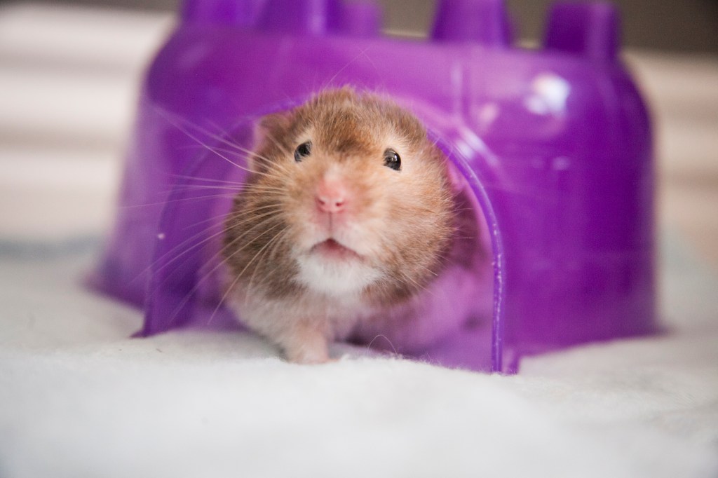 emerging for more pictures