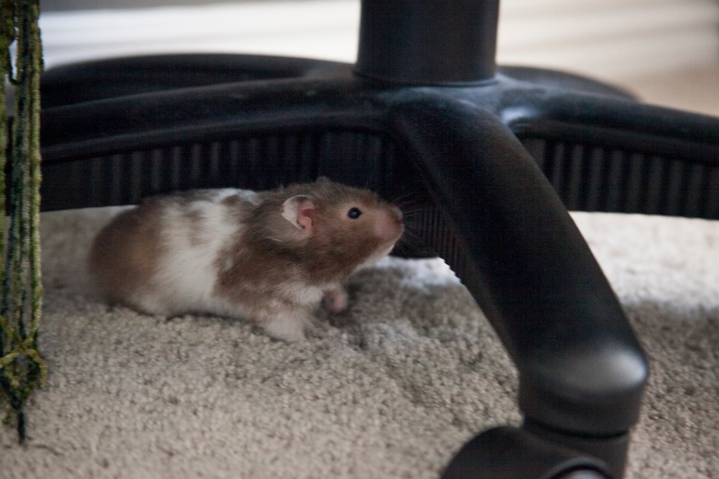 She really loves crawling under things. I feel like she's always looking for a way out.