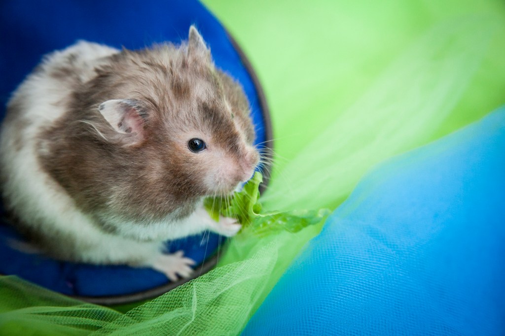 Time for her greens. She just packed these into her face.