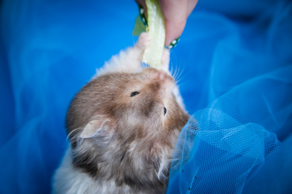 Seriously, look how big her face is getting! I'm glad I don't clean her cage because she is going to unload this stuff somewhere.