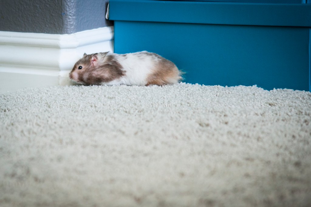 When Till explores, she does it in a low-crawl.  Just incase eagles or hawks are flying through my office. 