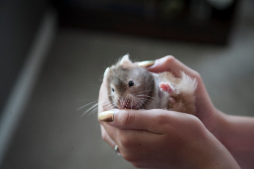 Day two, Tilly just woke up with her bed head.