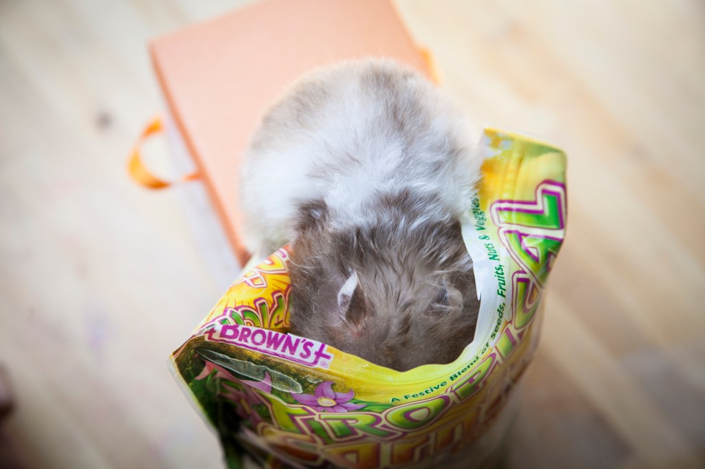 Time for some more face stuffing. 