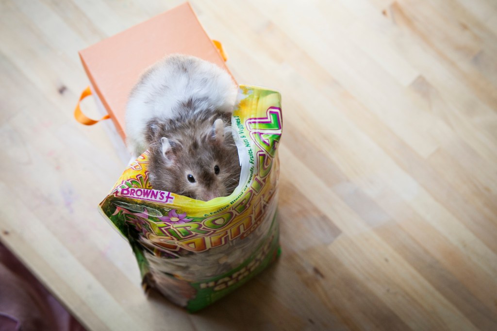 Tilly doesn't usually get to climb into her snack bag but the shoot was special and I think she knew it.