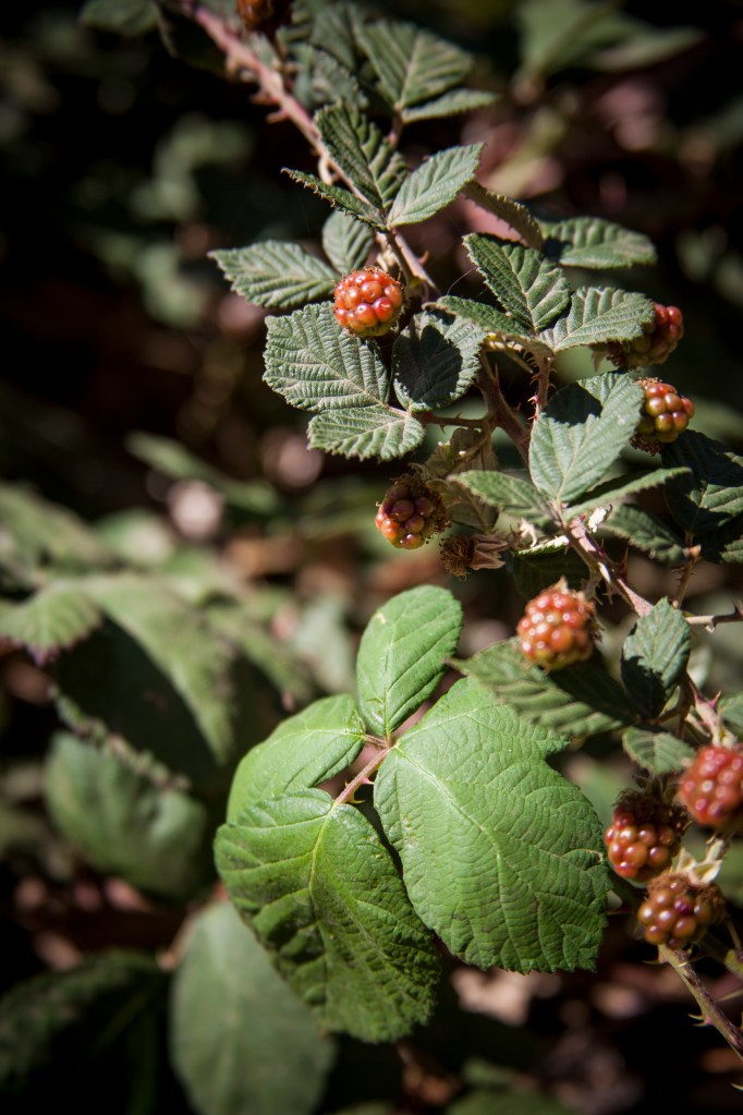 Wild berries in the butterfly garden.