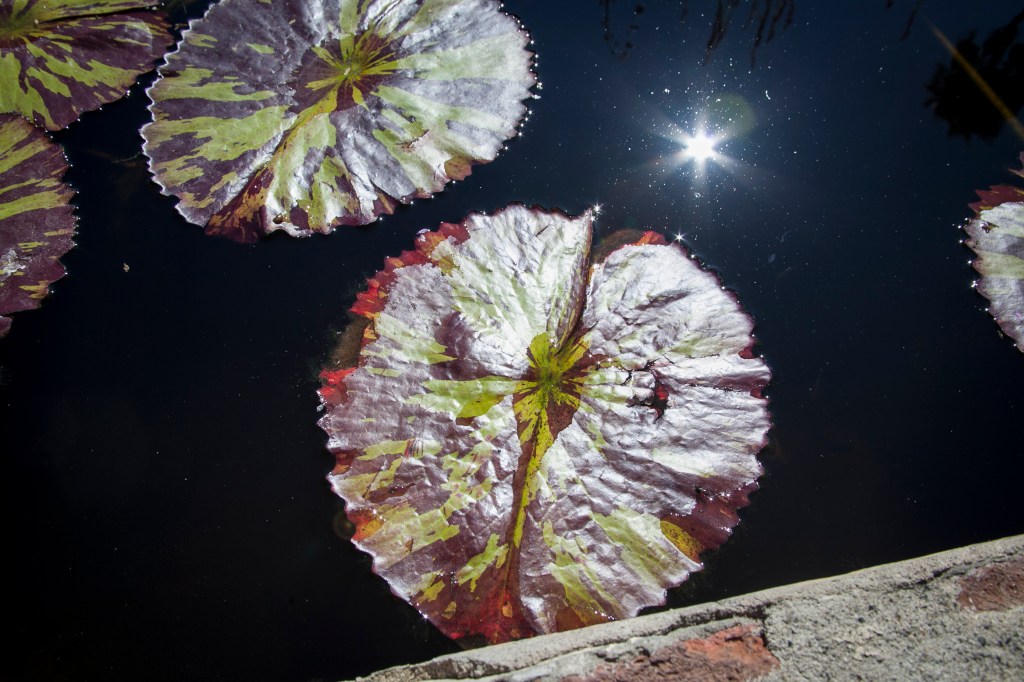 The lily pads get to be about the size of a large dinner plate.