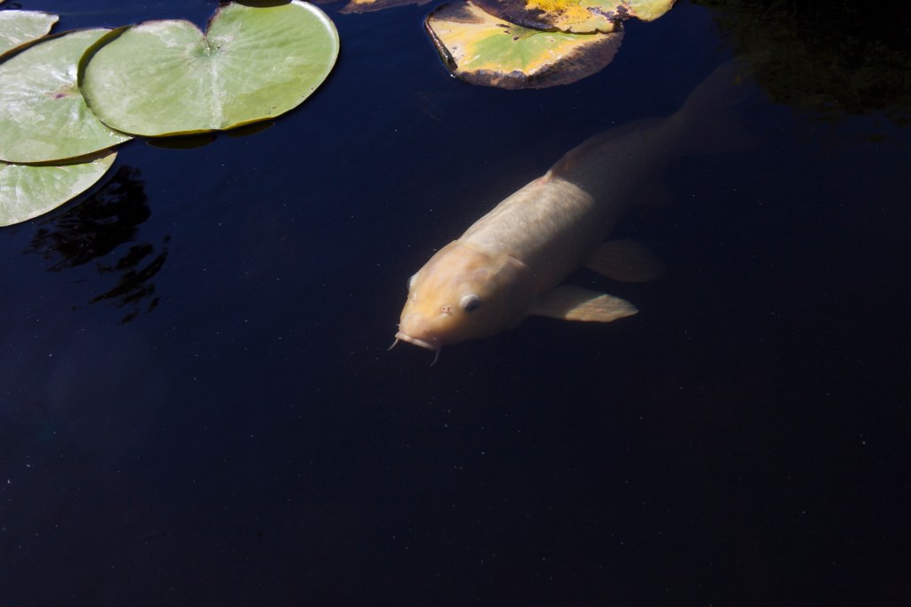 Don't you love how dark the water looks with the contrast of the koi? 
