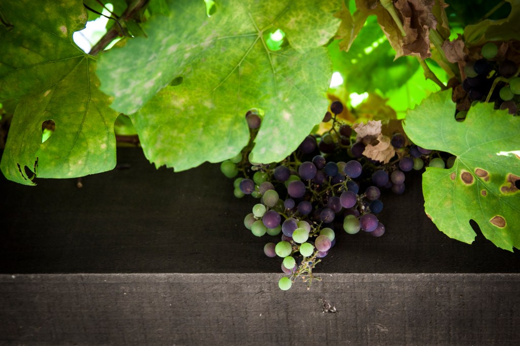 The gardens at the mission are actually newer but build in an older traditional way. They are so nicely done and we loved walking through them. My favorite of course was the walkway covered in grapevines. I'm a little obsessed with grapevines and look! There were full bunches of beautiful grapes growing on them. 