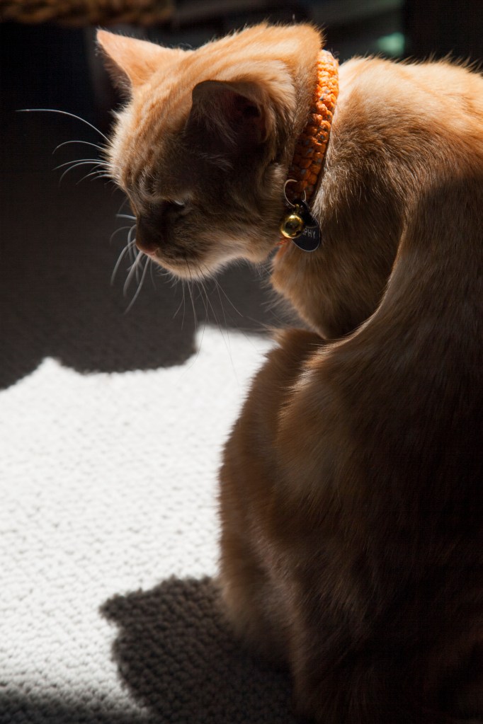 So many sunny spots to relax in.