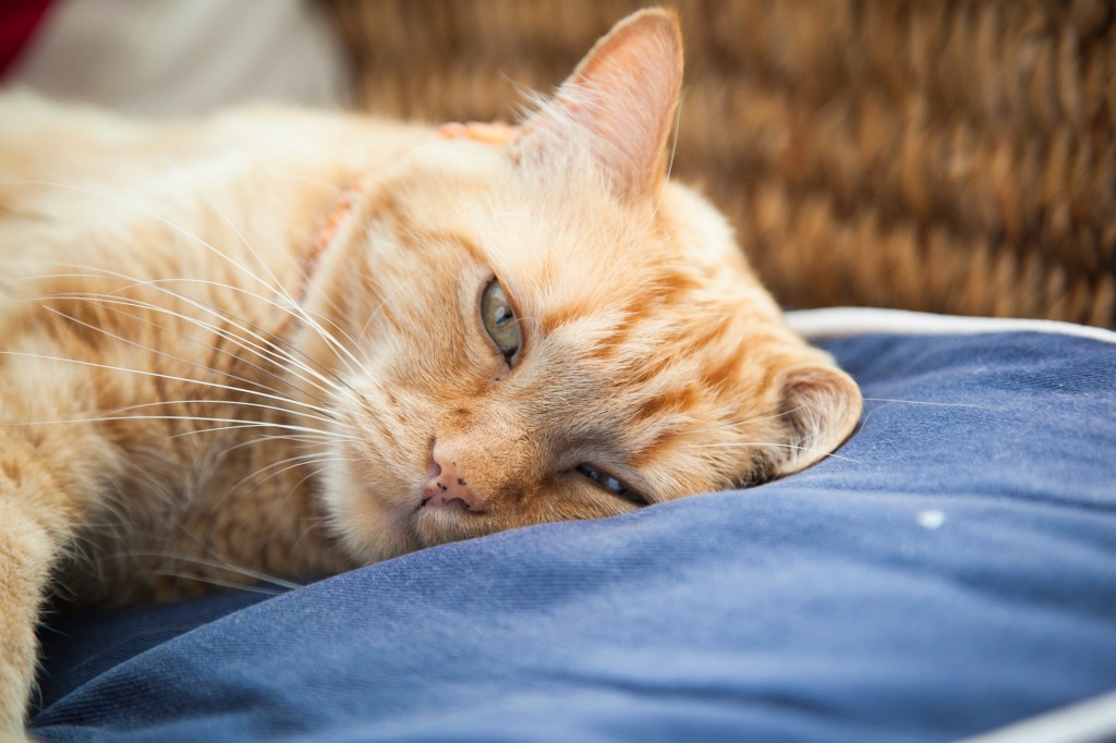 This is Murphy, he runs the place.