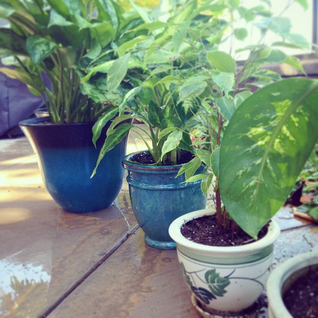 Now the last thing on my list of to-do's today is repotting all of my houseplants. I bought some when we put the house on the market but I never got to put them in the pots with soil. Poor things are looking sad and shriveled. It's time.