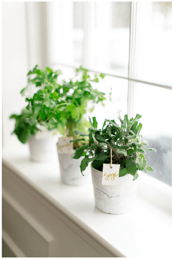 I'm not a big plant person because I tend to kill them. After buying some for our house this month, I've realized I may actually be able to keep them alive after all! Excited about bringing them into a smaller space. I love them and they make a big difference. http://www.stylemepretty.com/living/gallery/picture/1385803/