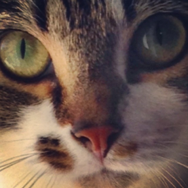 10487246_10204859027260893_16096531067104746_n