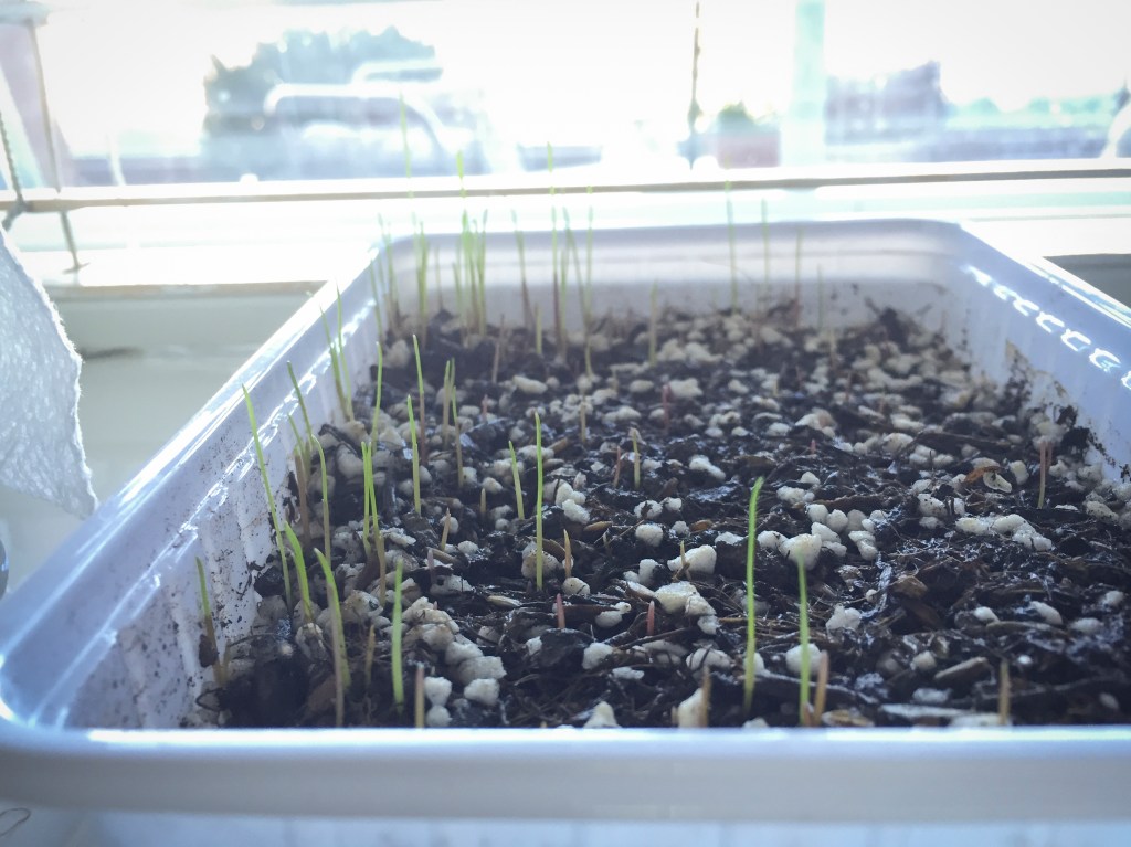 Having children means always having some creepy thing growing in your house... At least this one is intentional. Emma bought Tilly, our hamster, a grass garden for Christmas. It's working!