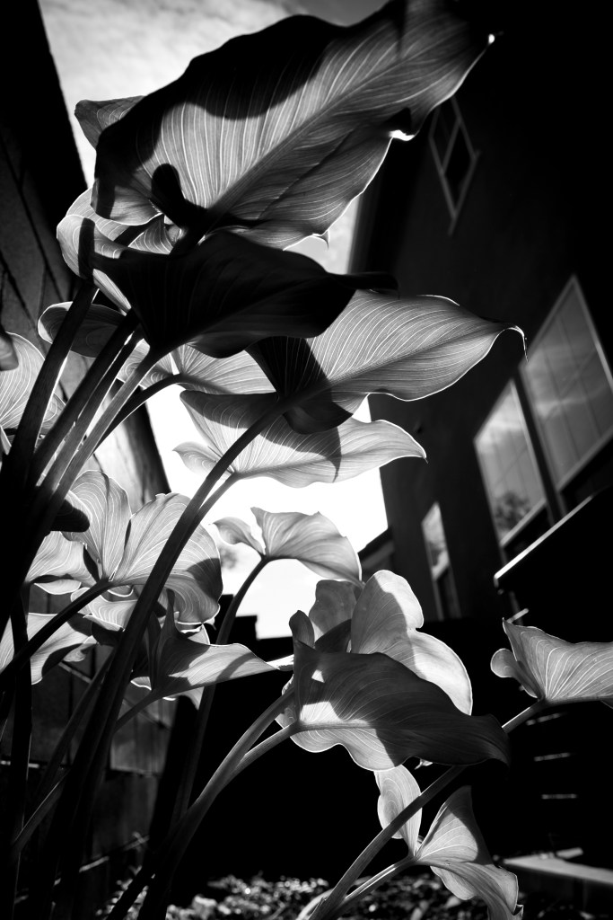 I have calla lilies. I love light, even if I have to lay in the dirt to find it.