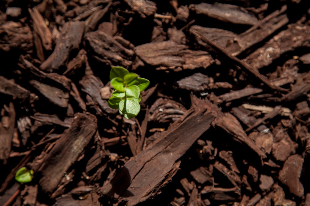 It's annoying when the plants grow out of the bark you put down to stop them from growing... Or is it? It always reminds me of the human spirit. Many have tried to kill it but sometimes it just keeps flourishing. Amen for that.