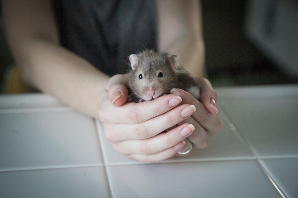 Sweet Tilly. I was sad when I saw this in the download. She ran away this week after a year at our house and didn't even look back. We are very sad to have lost her and her pictures will be our memory.