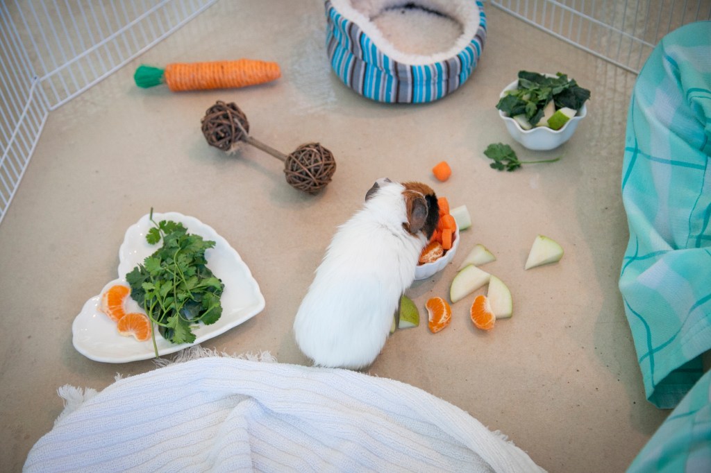 Emma made them a welcome play yard where they could enjoy some snacks and start to get to know the place.