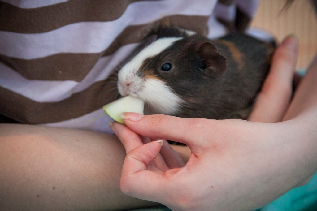 Pip, is more shy and needed a little extra cuddles.