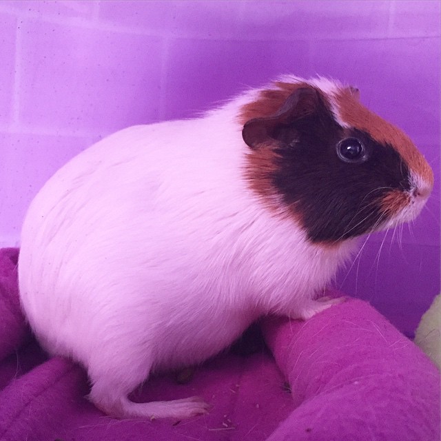 …And the Saga&nbsp;Continues