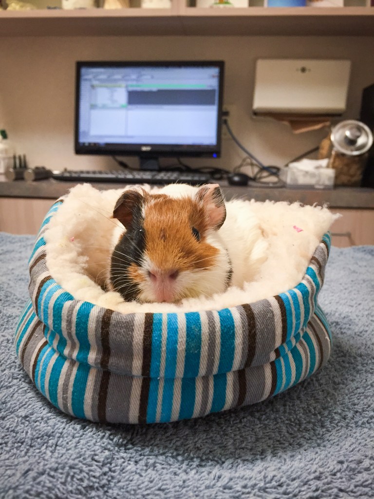 Shelby had a great check up at the vet's office. 