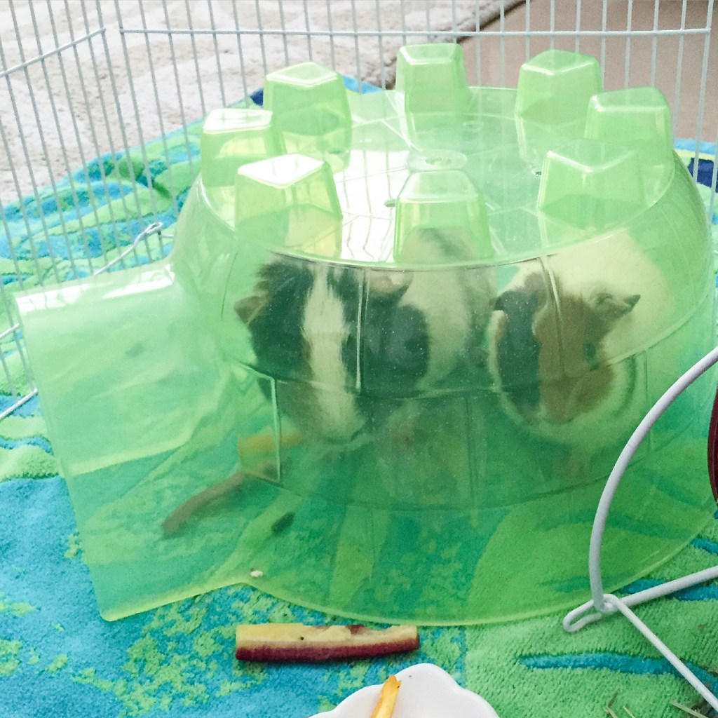 365 Photo a Day- Week four. My Week in&nbsp;Review