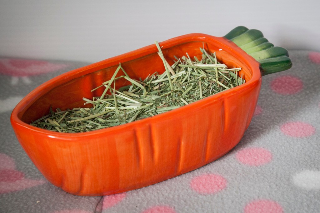 I just love the carrot bowl, Emma's grandma bought it for her. Shelby like to sit in it and poop while she eats. Super classy...
