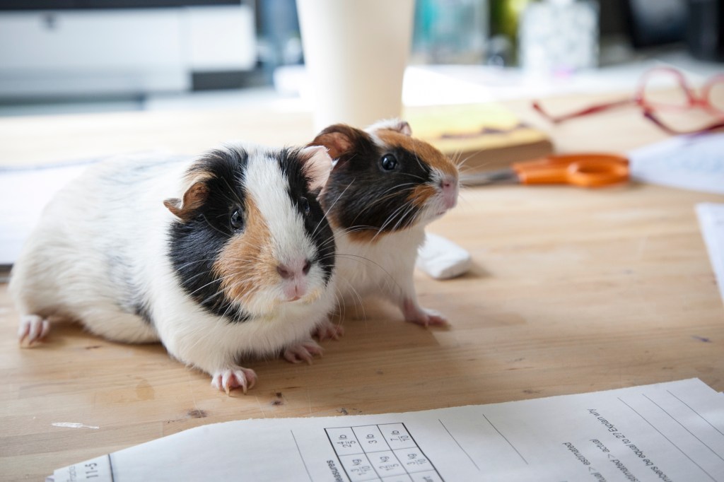 This was funny, because no matter which direction I shot them from they just froze there like piggy statues. 