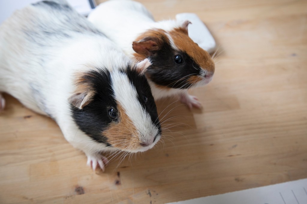 Megan is the big one and Shelby, well you know who she is.