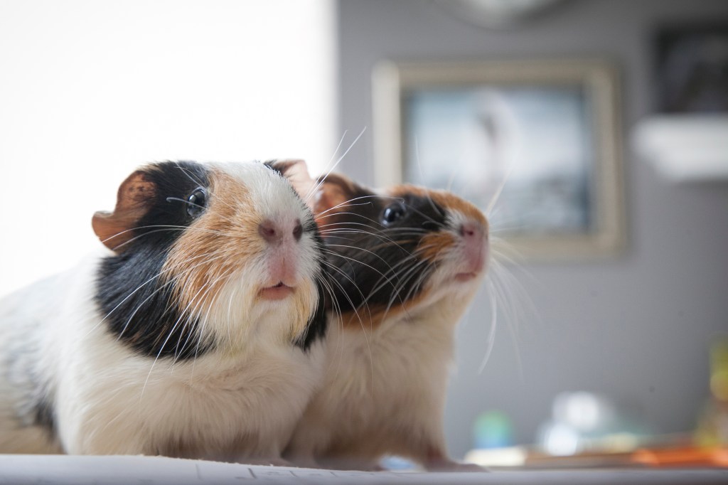 I have to admit I'm in love with their noses and lips. They're so funny looking yet so darling all at the same time.