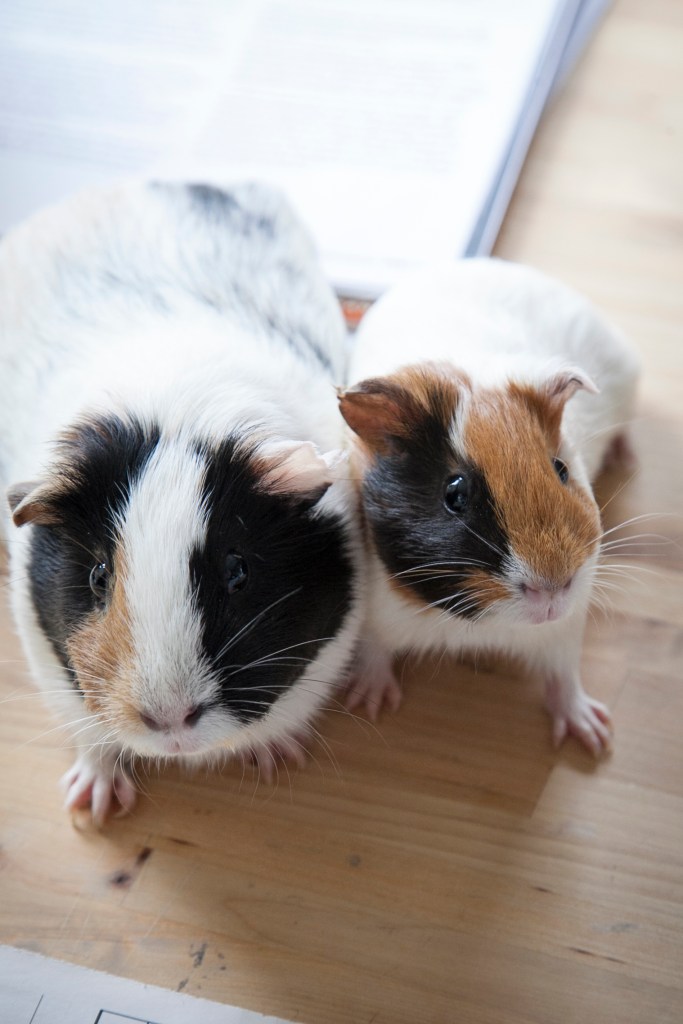 It's also a bit weird that Megan let Shelby stay this close to her. She's not a big snuggler. Shelby is so that makes for some rumbling in the cage. 