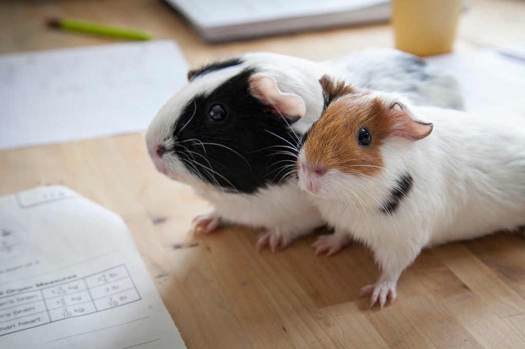 Last week I was looking at them and trying to figure out what I love so much about they way they look. I finally realized it's because they look like they are wearing little capri pajama jumpsuits... What? Seriously, I may need to get out more. 