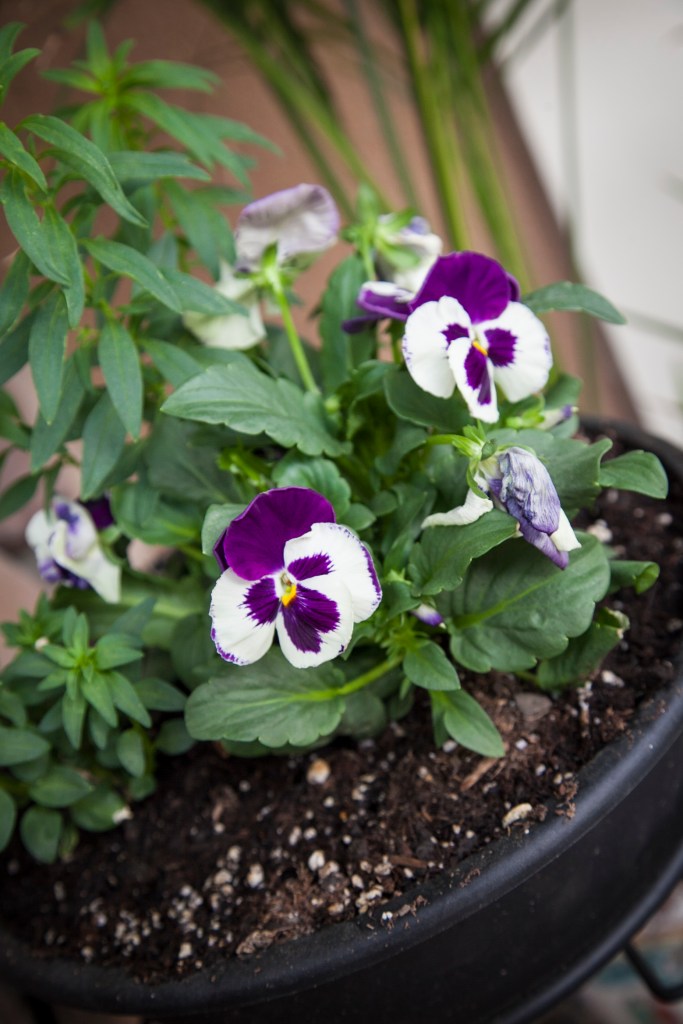 Don't you just love pansies? Little kitty faces. I planted some upstairs on my balcony and yesterday they were completely flat from the heat. I drenched them so today I'll see what they look like.