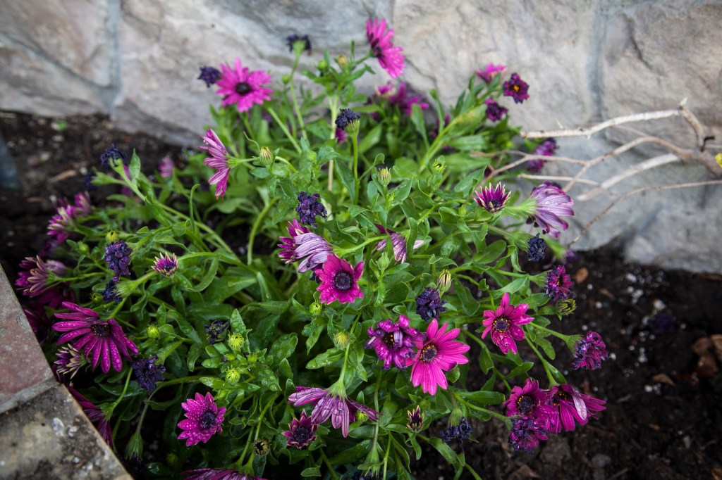 These purple daisies were darling and healthy until the heat. I'm flooding them and hoping they make it. 