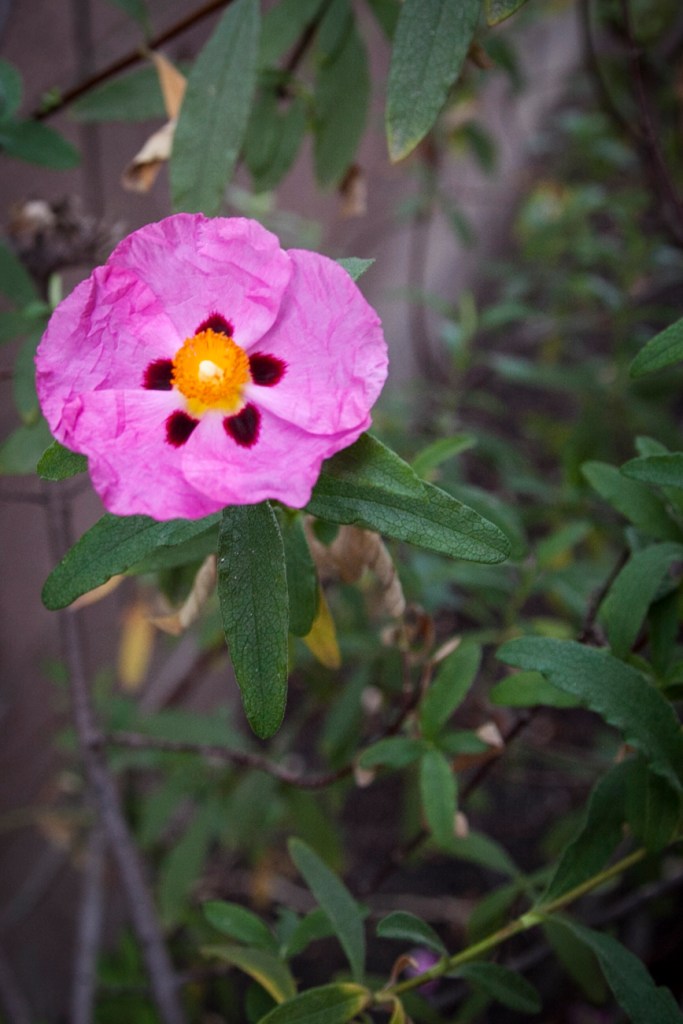These blooms last only a day or two, but they are so lovely and delicate. 