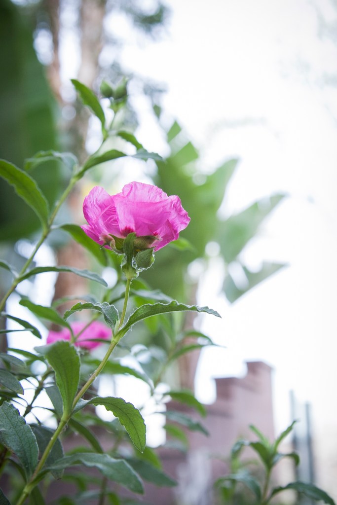 I like looking at flowers from underneath. Next time you see one, check it out. 