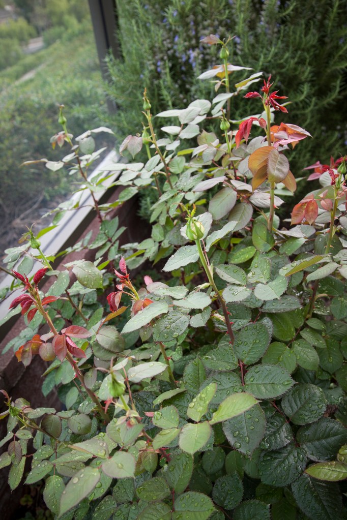 Speaking of buds, my rose bushes are doing fabulously. All three plants are full of buds. Thank goodness for roses! 