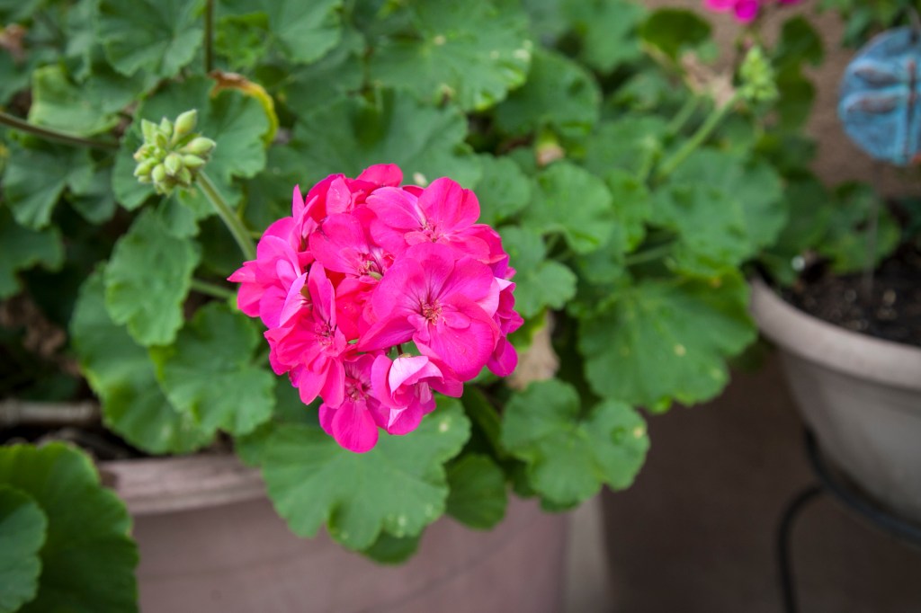 Yay! Geraniums! These flowers are so hearty and handle the heat very well. Ge whiz, it's not like we live in the desert, what's going on here?