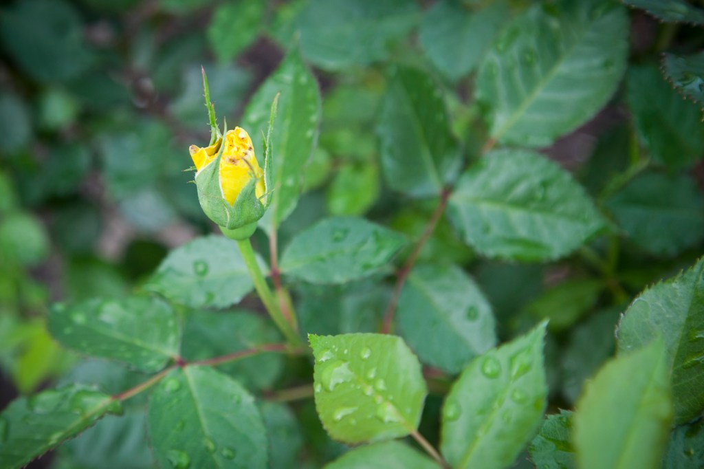 Here is the yellow one, already starting.