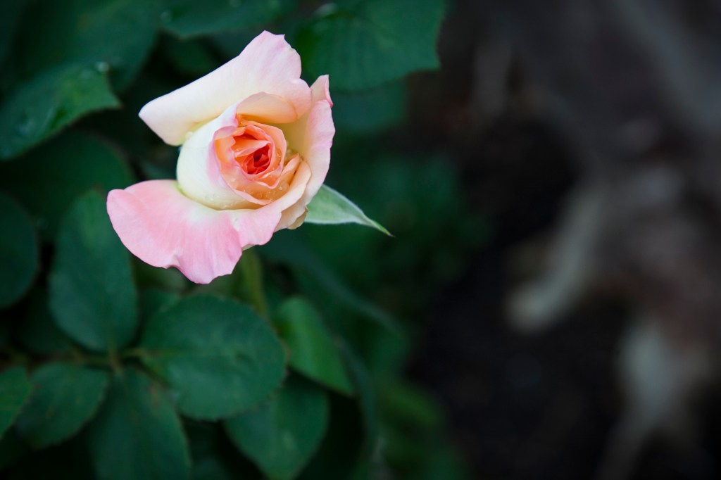 This is my favorite. I cut all the bushes back this year and they're really looking good. 