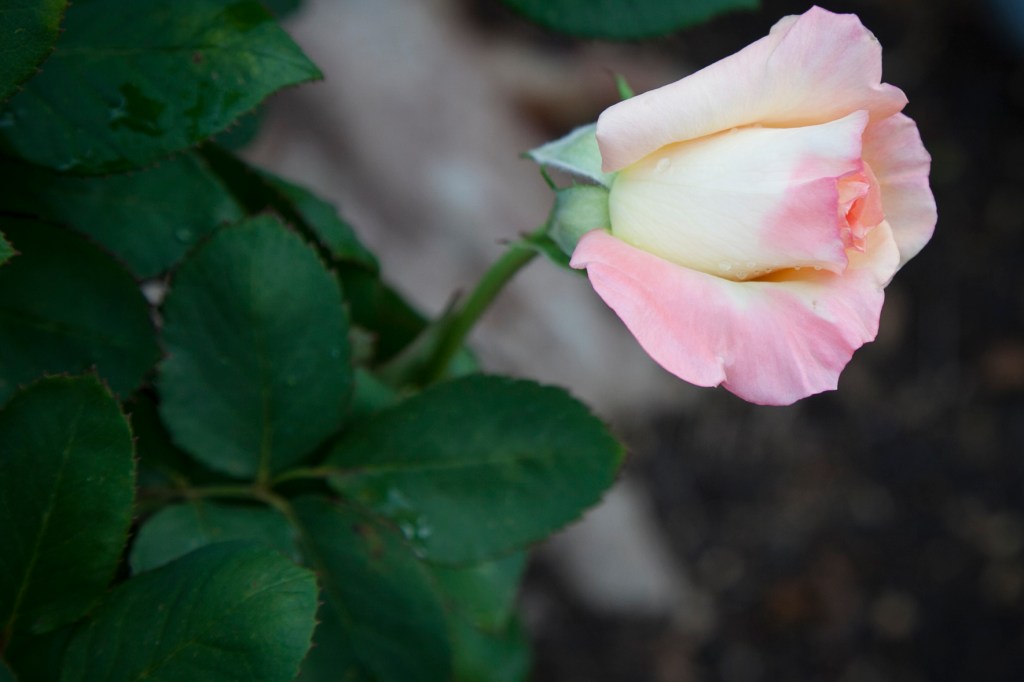 Can you take too many pictures of roses?