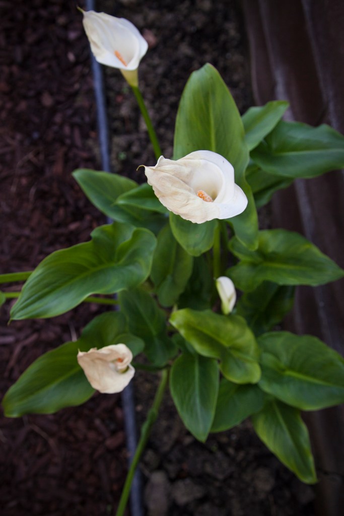 How can something dying still be so pretty? I'm in love with their leaves. They've been a favorite to photograph many times.
