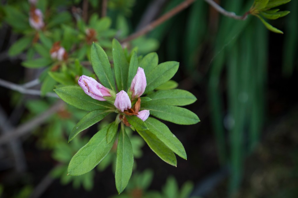 There are bud on so many plants in the yard, including our trees. I just want it to cool down before the explode. 