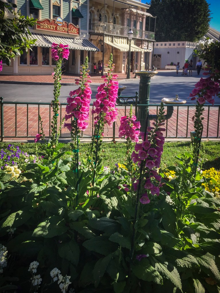 I love the gardens and flowers at the park.